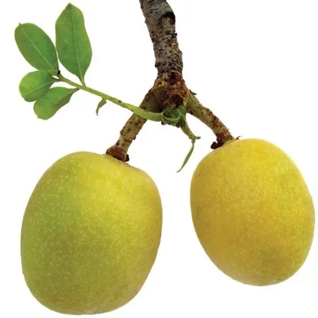 Marula Carrier Oil 1